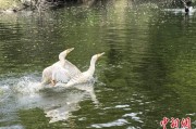 事业顺景吉林：罕见白鸬鹚连续两年“故地重游”