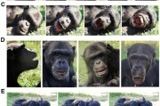 事业顺景国际最新研究：机器人“打哈欠” 黑猩猩被传染